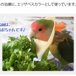 インコの治療に、エリザベスカラーを手作り！役立ってます！