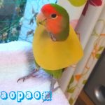 毛引き症インコのエリザベスカラーに、長いお付き合いになりそうです