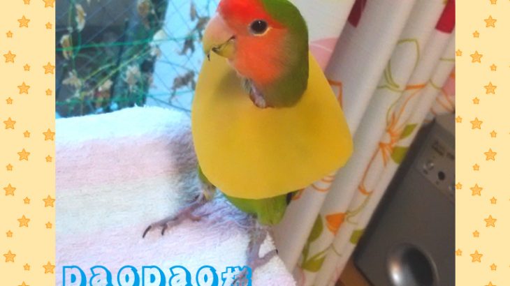 毛引き症インコのエリザベスカラーに、長いお付き合いになりそうです