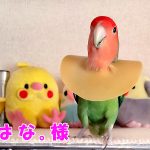 インコの毛引き対策に、ゴムのエリザベスカラーをDIY