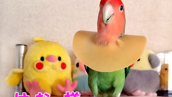 インコの毛引き対策に、ゴムのエリザベスカラーをDIY