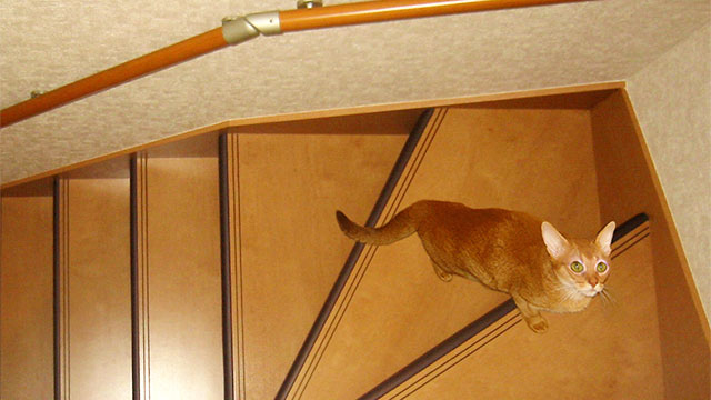 使用例8：猫ちゃんのぶつかり対策に階段のヘリに設置