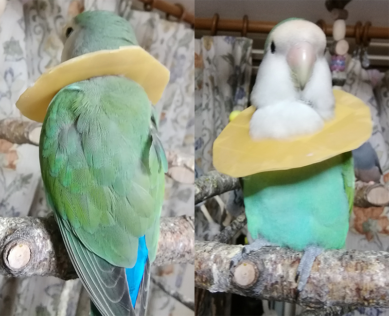 インコのエリザベスカラーに